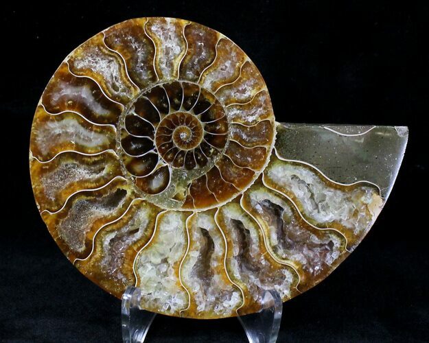 Agatized Ammonite Fossil (Half) #21276